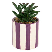Succulent Striped Pot with Purple Accents