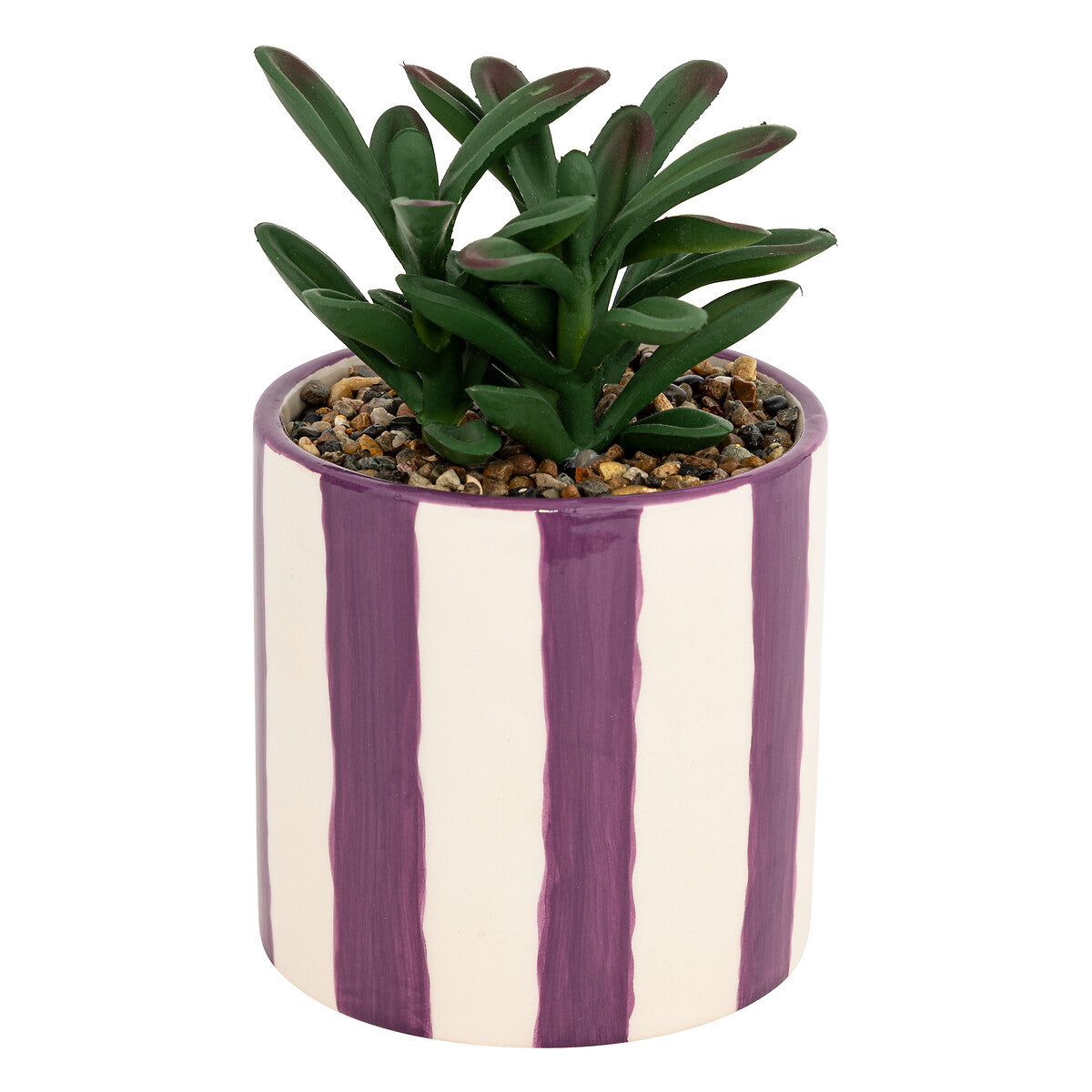 Succulent Striped Pot with Purple Accents