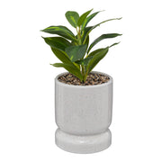 Plant Reactive Ceramic Pot