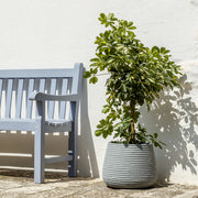 Conchino Bali Flowerpot
