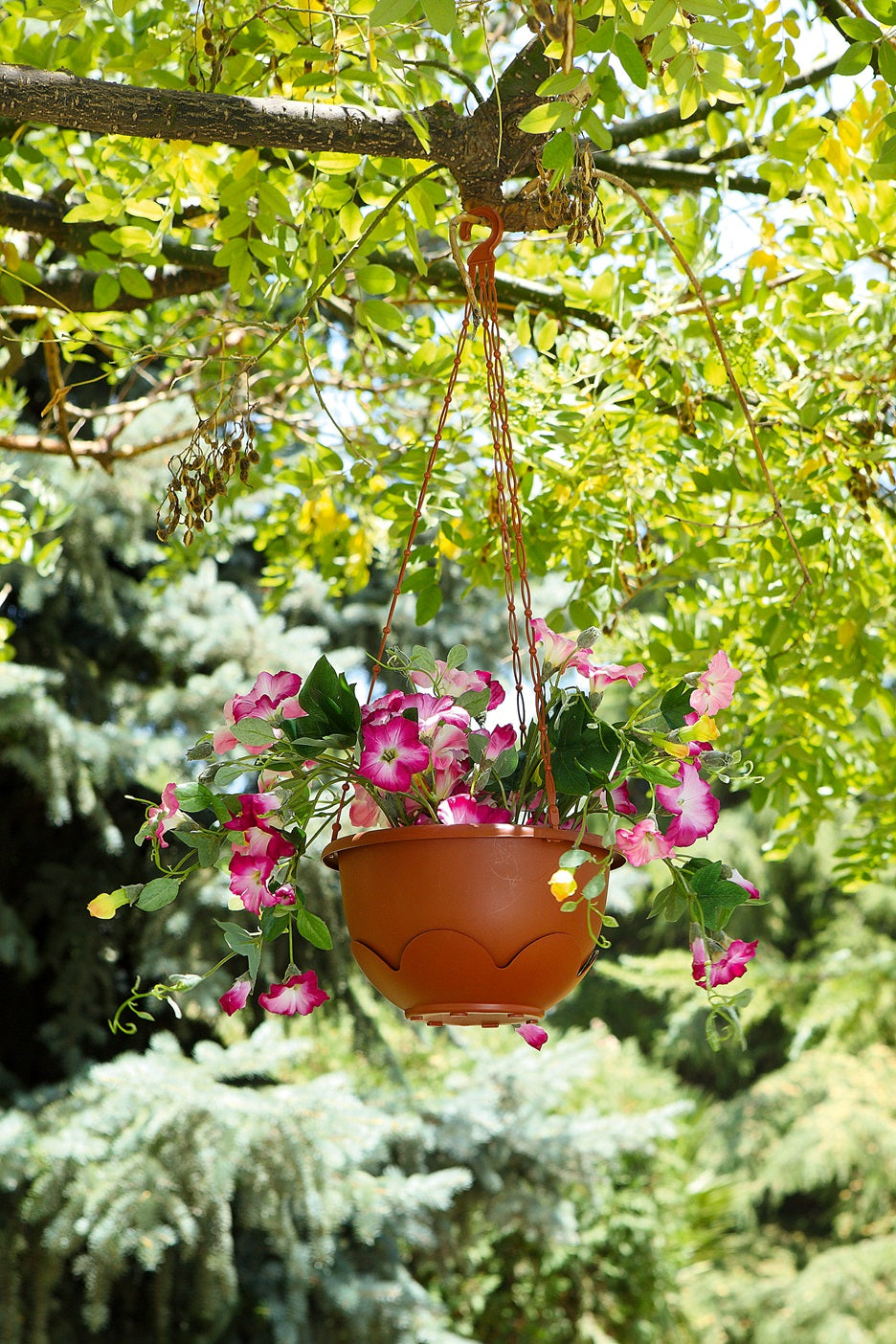 Exotico Hanging Pot