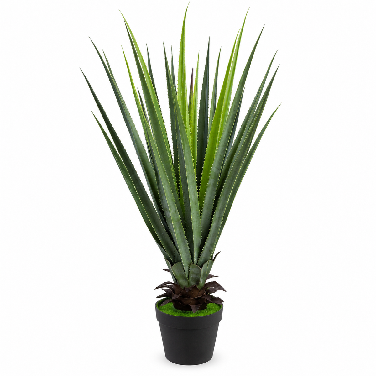 Black Pot with Aloe Vera Plant – 100 cm